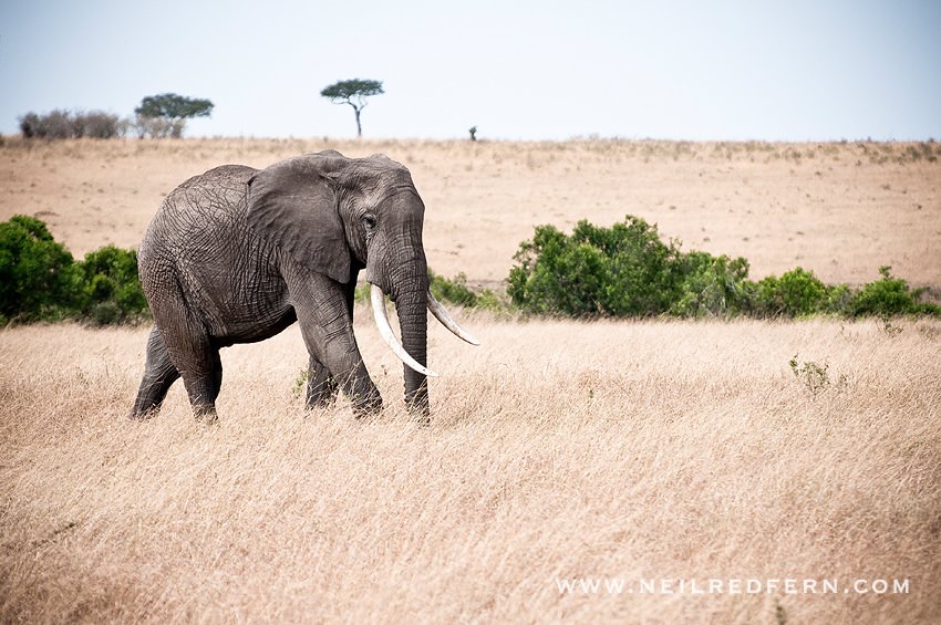 Safari Honeymoon Kenya Photographs 14