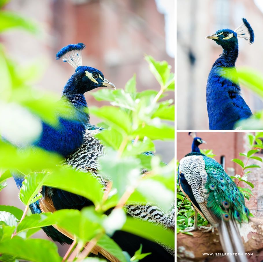 Ruthin Castle wedding photographs 09 Ruthin Castle wedding photographs 09