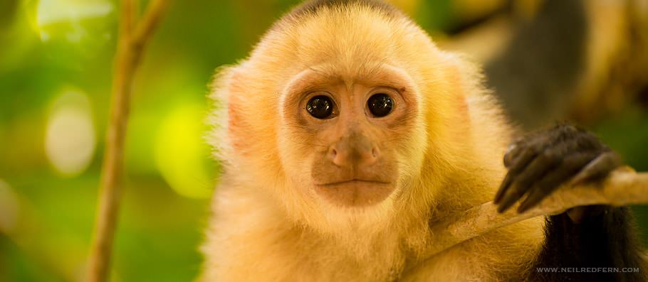 capuchin monkey in Costa Rica