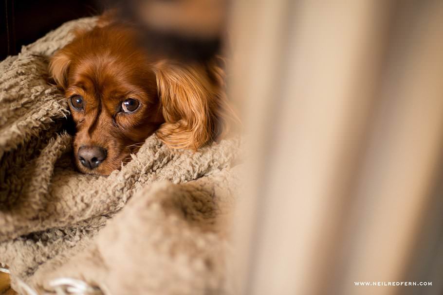 Belle Epoque Christmas wedding 03