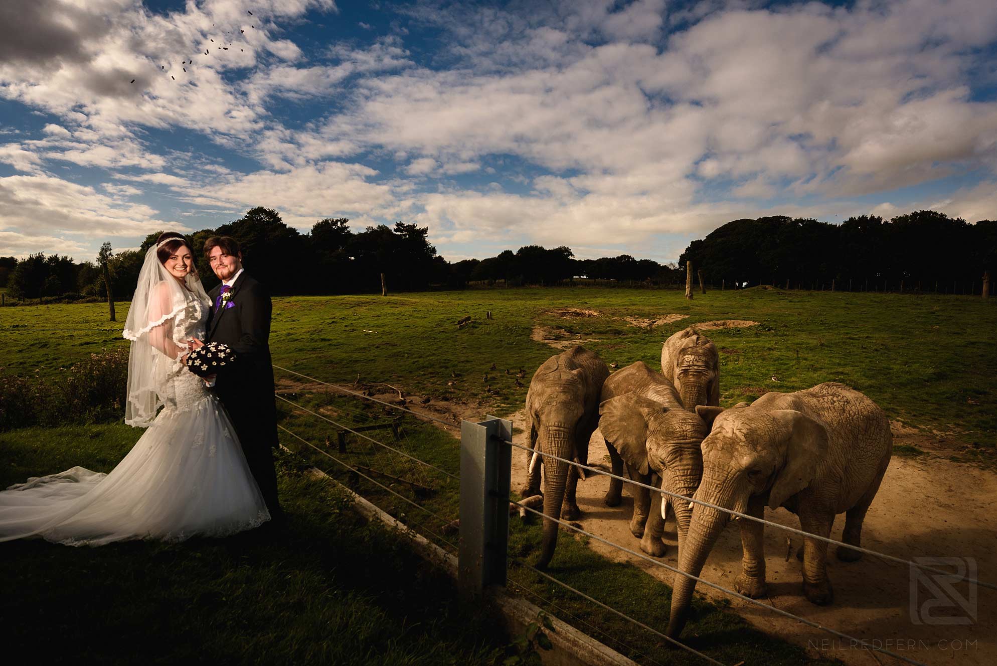 Knowsley Hall summer wedding 17 bride and groom with elephants