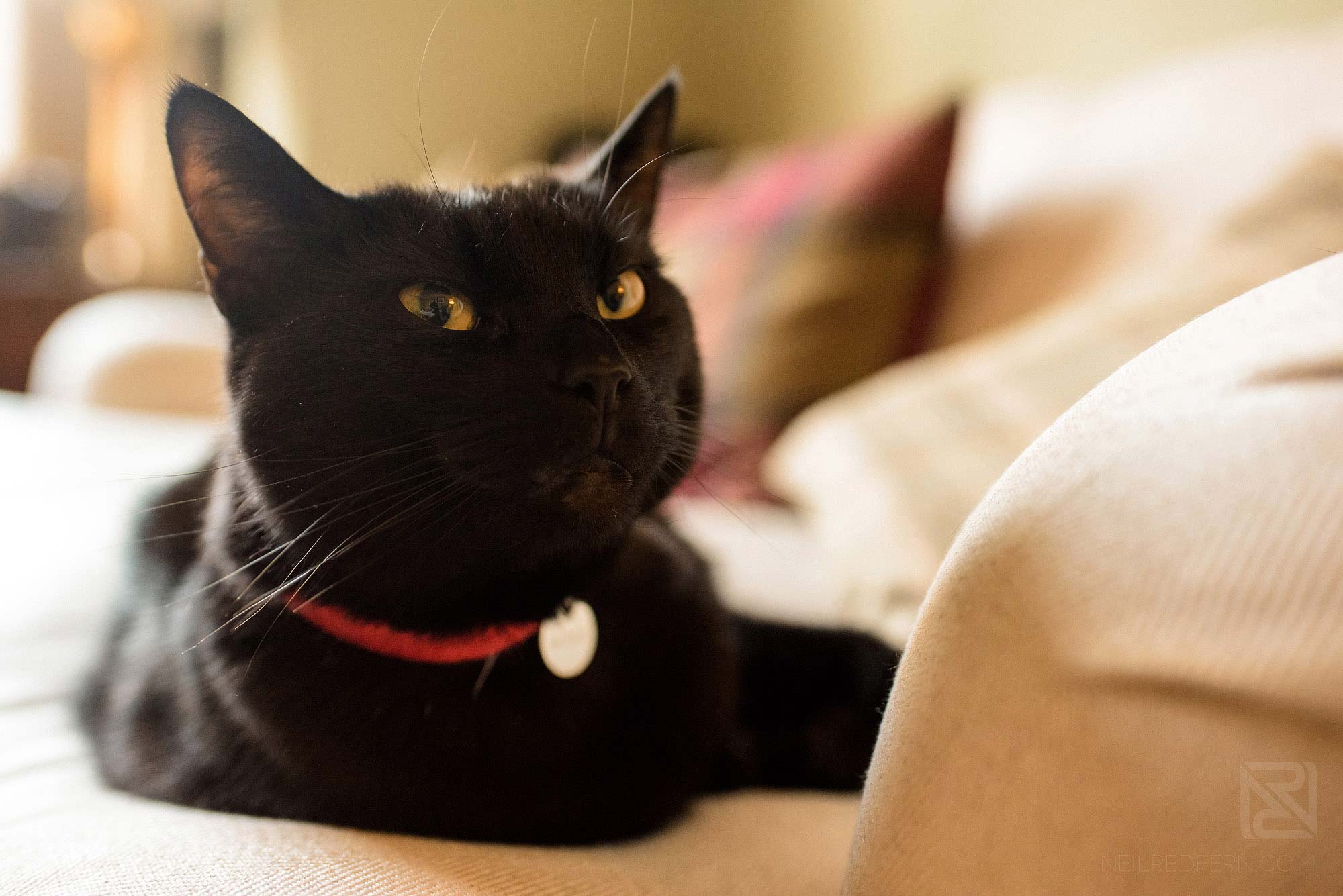 King Street Townhouse wedding photography 1 black cat sitting on chair on morning of wedding