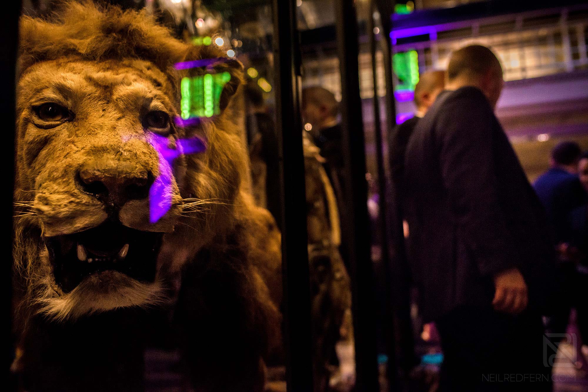 Manchester Museum wedding photography 21 photograph of lion during wedding at Manchester Museum
