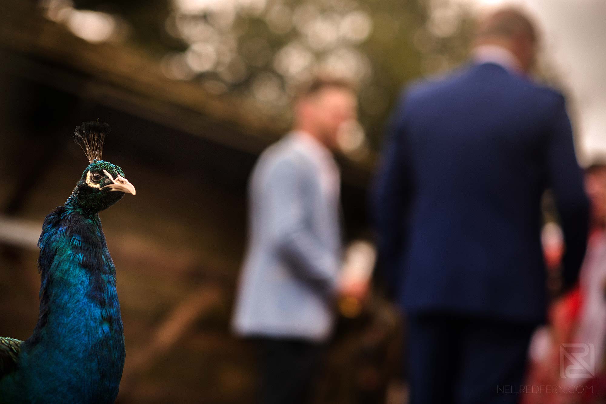 peacock walking around Rivington Hall Barn