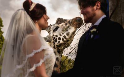 Knowsley Hall summer wedding