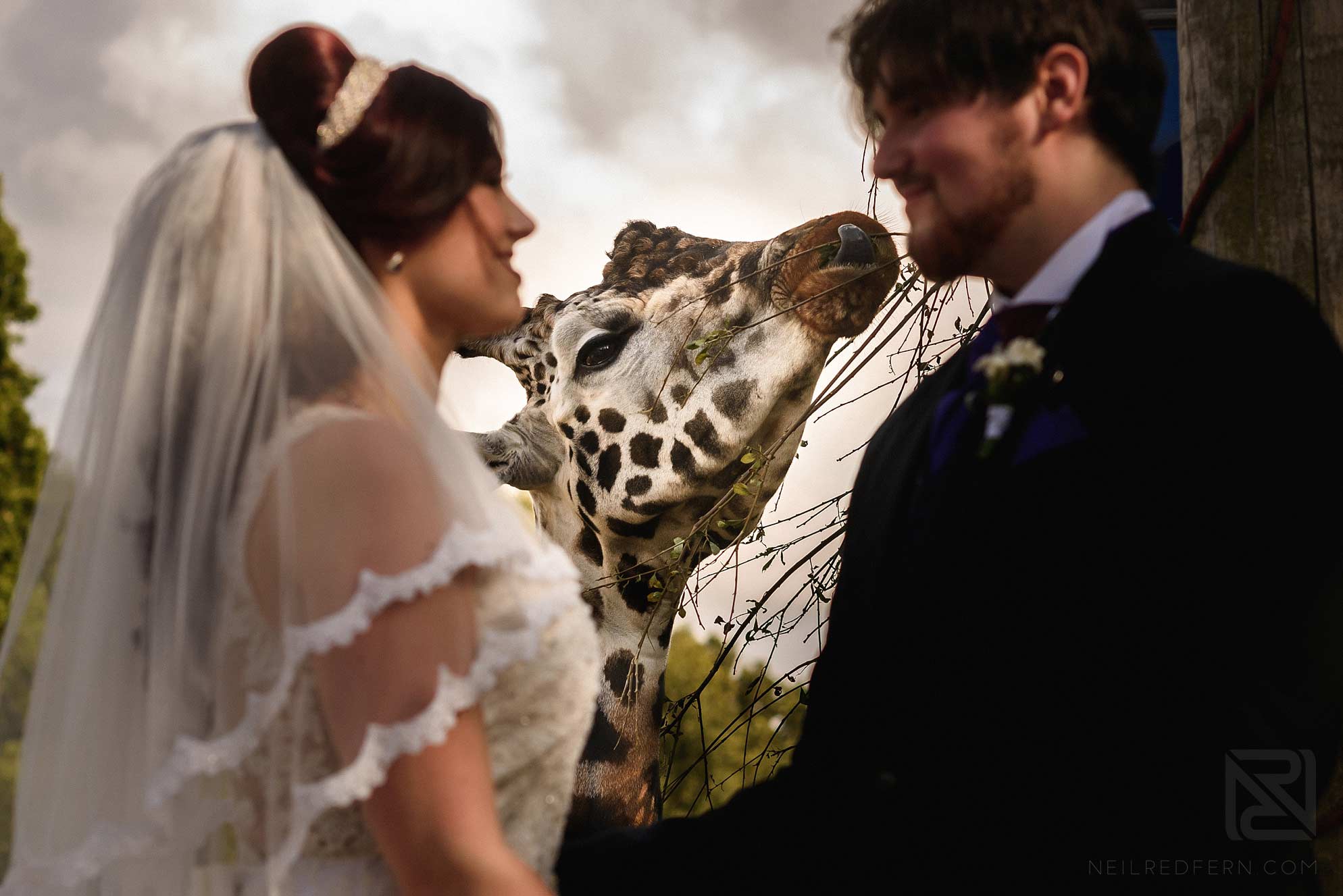 bride and groom with giraffe