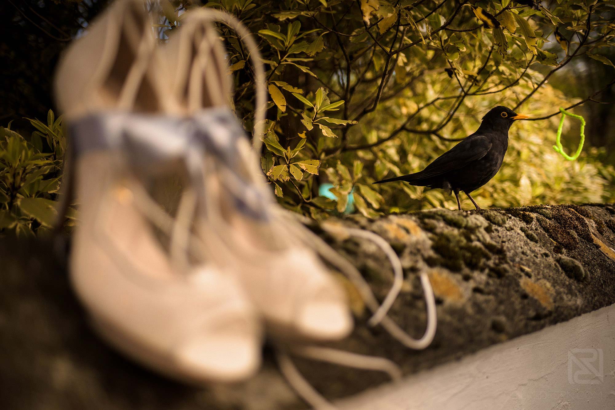 bride's wedding shoes with a blackbird